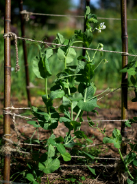 snow peas on support