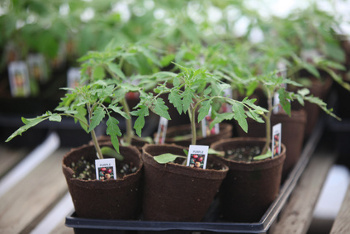 buying healthy seedlings